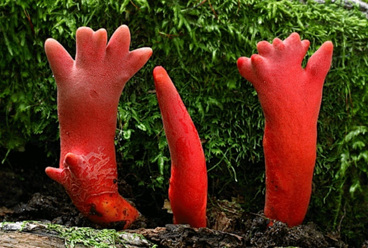 world most deadly fungus mysteriously emerged in australia