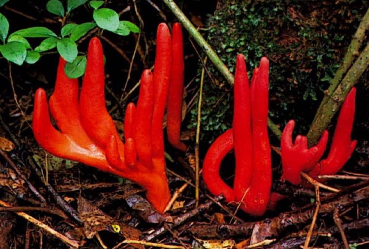 world most deadly fungus mysteriously emerged in australia