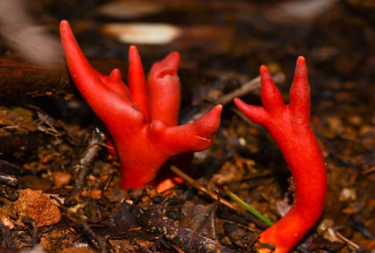 world most deadly fungus mysteriously emerged in australia