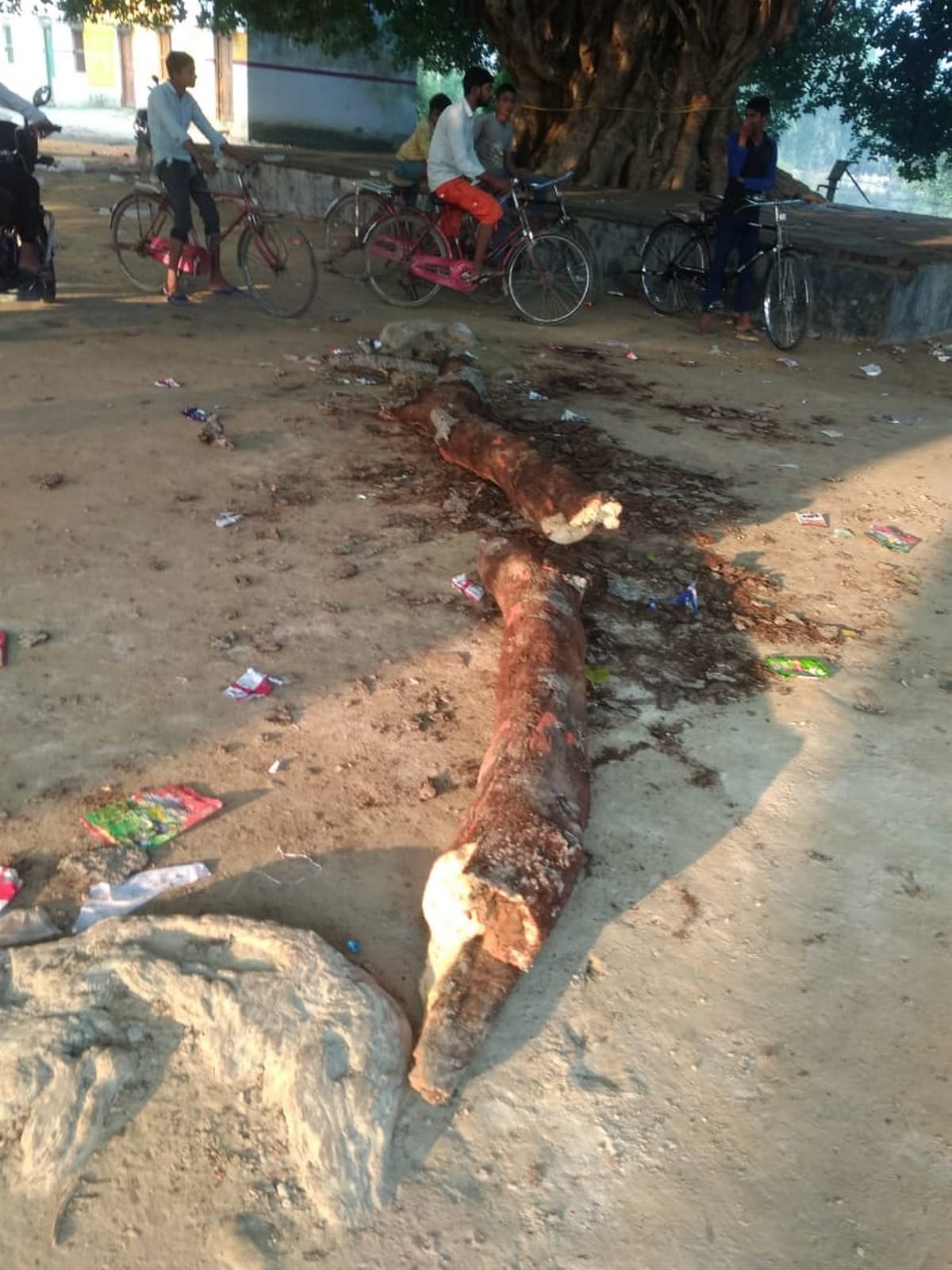 girl died due to fall branch of tree on her in ramlila mau