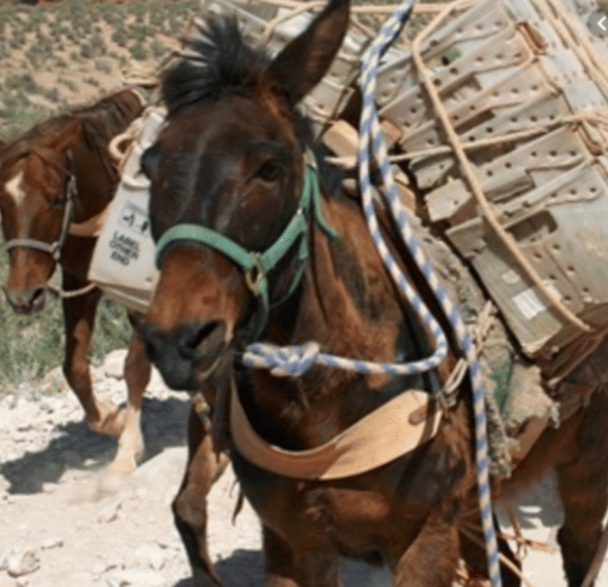 many people injured to attack by a mule on road in cantt varanasi