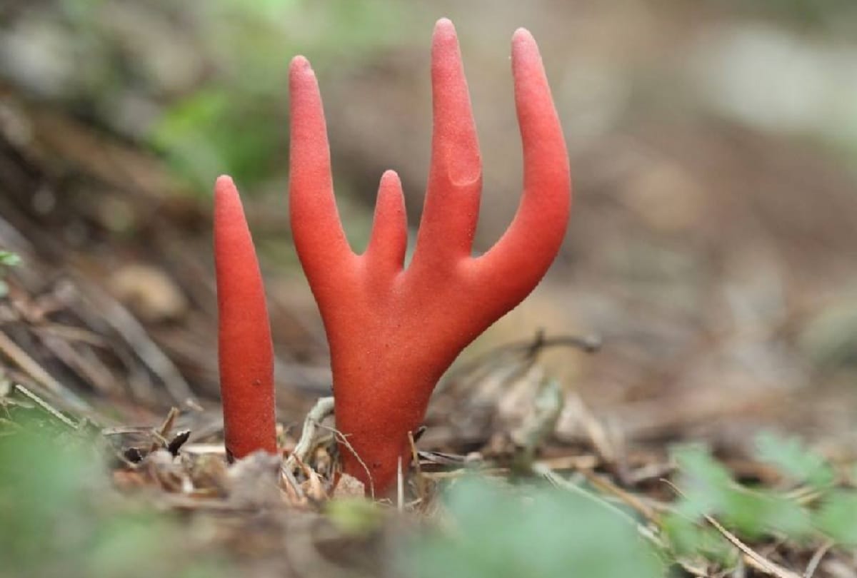 world most deadly fungus mysteriously emerged in australia