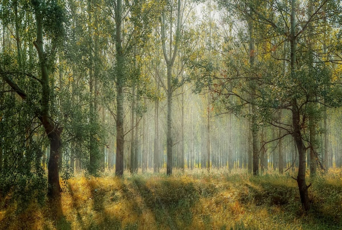 know about banyan tree in pakistan arrested by drunk british army officer still in chains