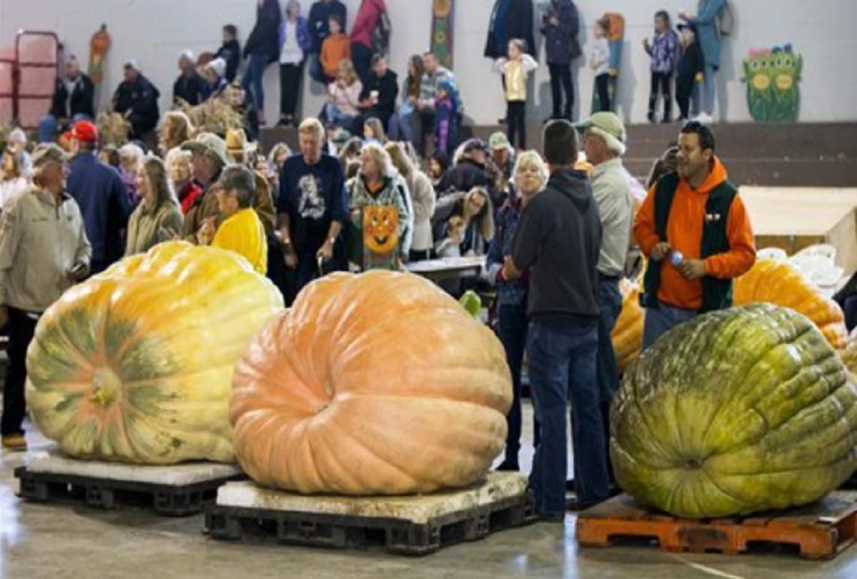 Giant Pumpkin Competition 2019 Port Elgin Pumpkin fest in bruce county canada