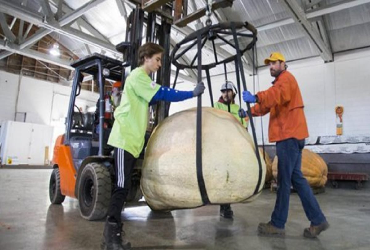 Giant Pumpkin Competition 2019 Port Elgin Pumpkin fest in bruce county canada
