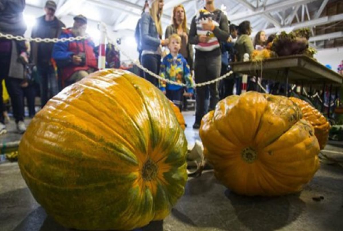 Giant Pumpkin Competition 2019 Port Elgin Pumpkin fest in bruce county canada