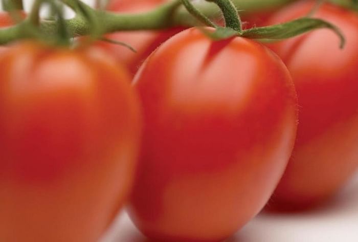 Tomato Price Hike: Low Production And Heatwave Raise Tomato Prices in Many Areas News in Hindi