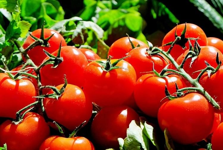 Tomatoes: ओएनडीसी पर सस्ता टमाटर बेचेगी सरकार, 70 रुपये प्रति किलो की रियायती दर पर बेचने की तैयारी