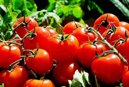 Government will sell cheap tomatoes on ONDC, preparing to sell at a discounted rate of Rs 70 per kg