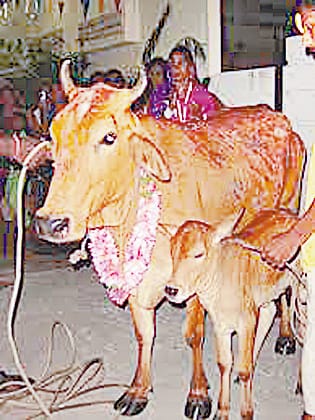 Urea in fodder crops