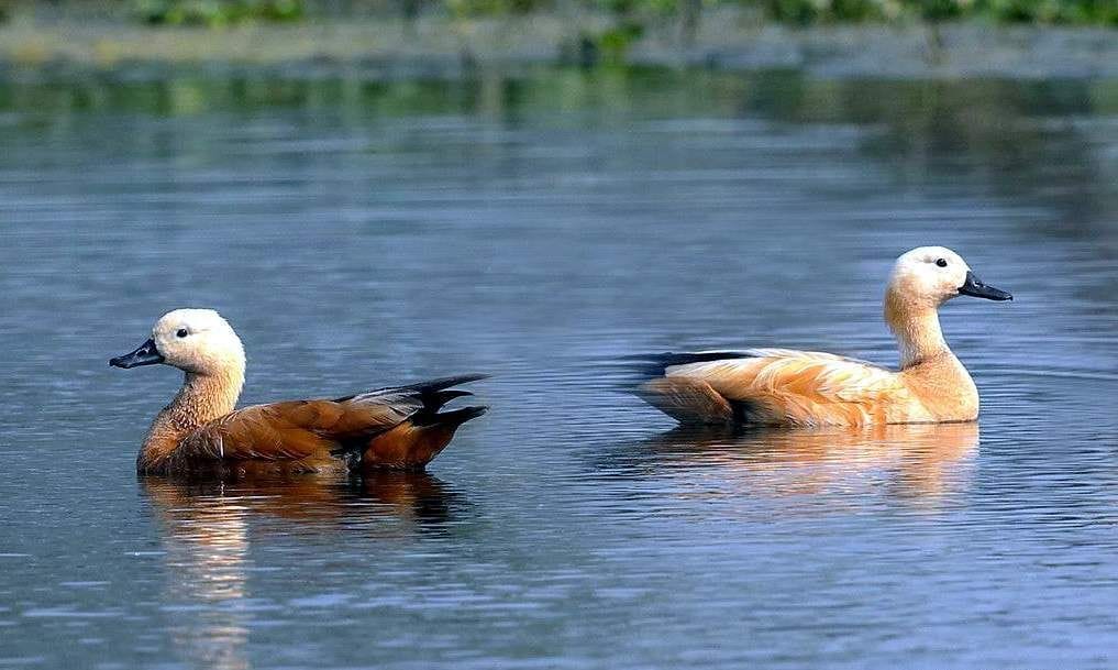 The world of foreign birds started settling in the house of the seat
