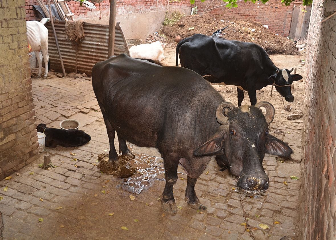 nagar nigam