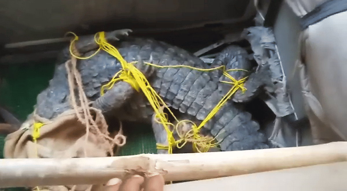 crocodile in house robertsganj ghorawal sonbhadra