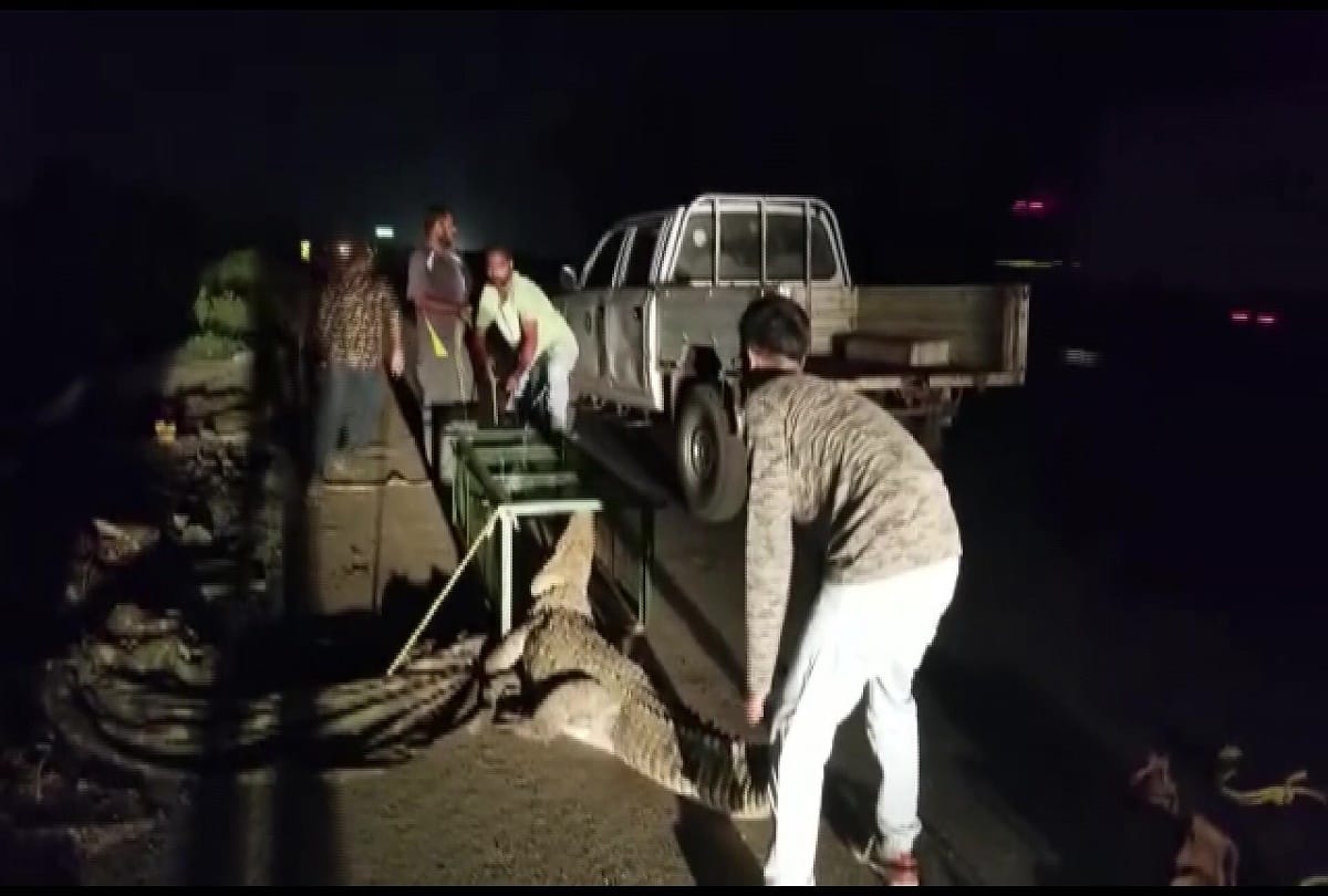 Forest Department rescued a crocodile from Vadodara Anand national highway, today.