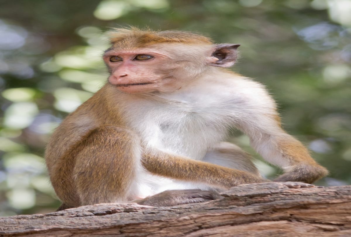 viral video monkey sit on police head