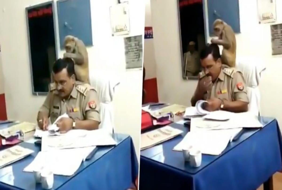 viral video monkey sit on police head