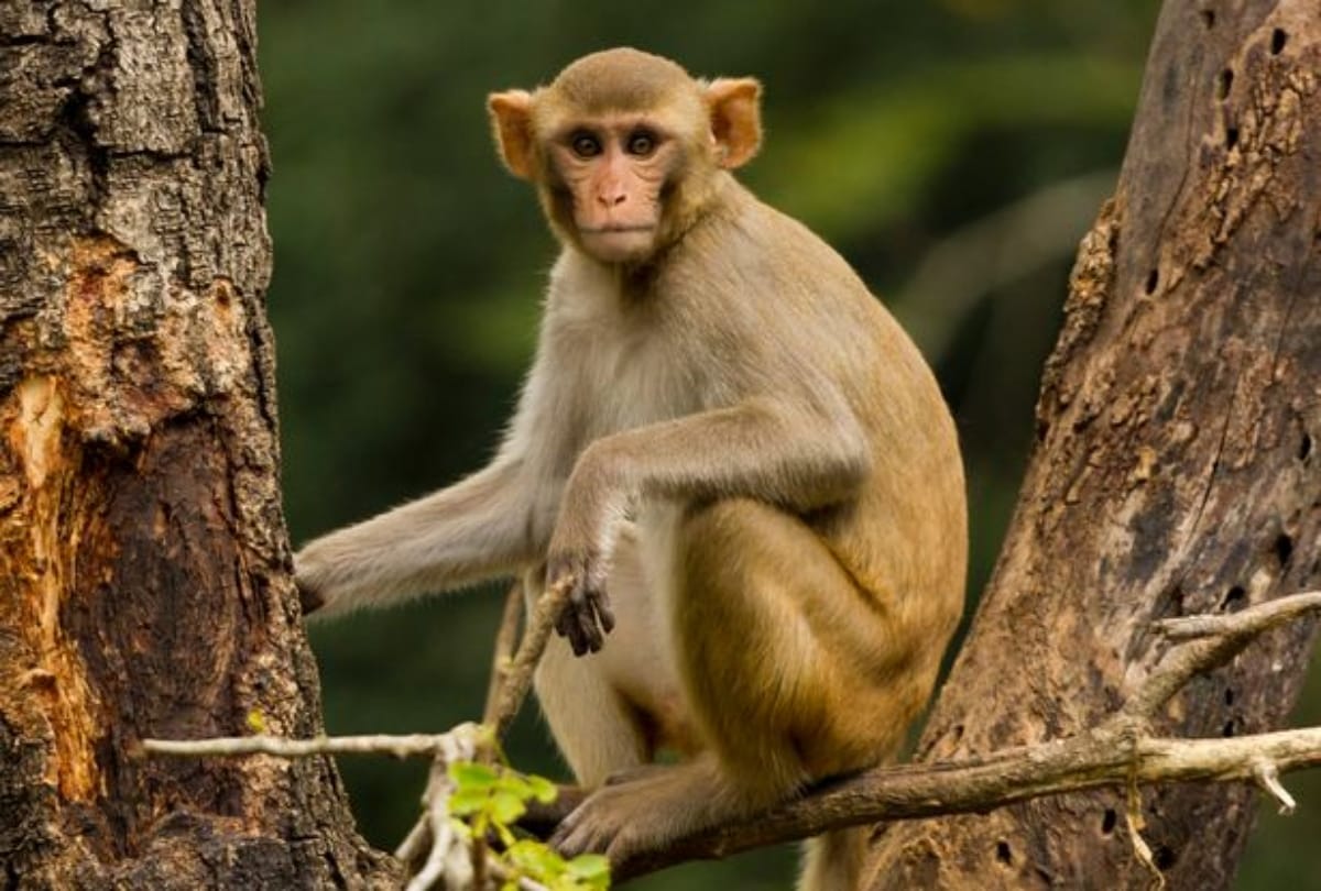 monkey climbed a tree carrying a bag full of three lakh rupees in hardoi