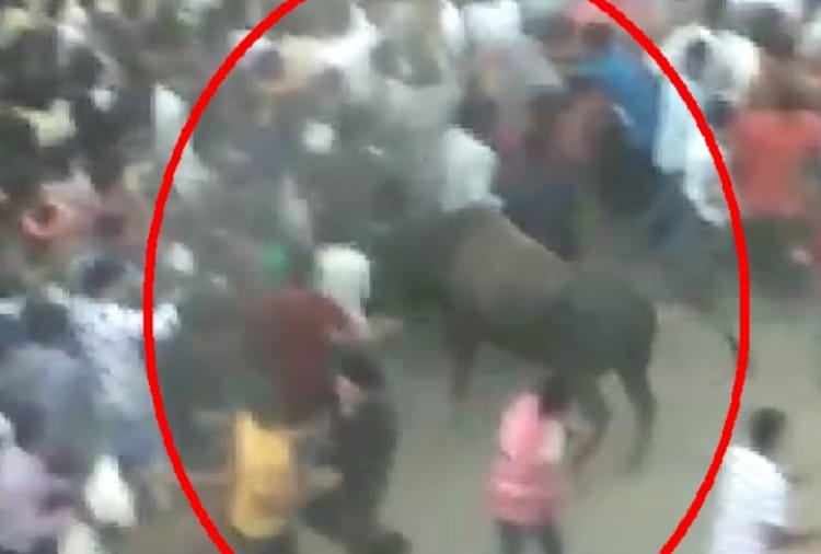 40 people injured in stampede due to bull enter in Ramleela fair