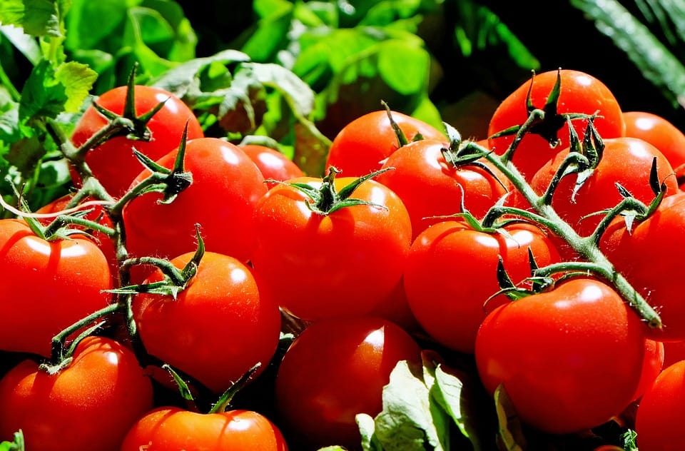 Government will sell cheap tomatoes on ONDC, preparing to sell at a discounted rate of Rs 70 per kg
