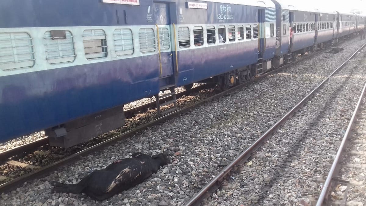 intercity Express collided six bulls dead in mau varanasi