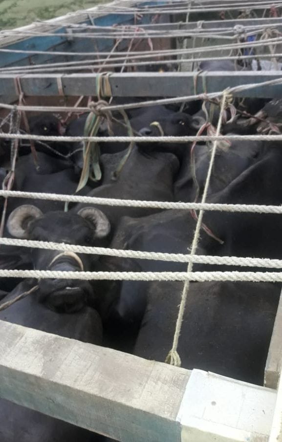 21 cattle were being taken in a truck, two arrested
