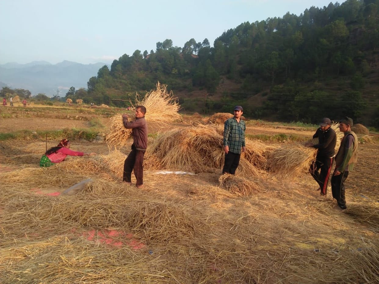 weather is fine, the farmer collecting paddy crop