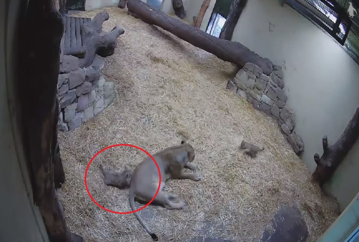 Lion cub attack on mother at Edinburgh Zoo Scotland Cutest video viral