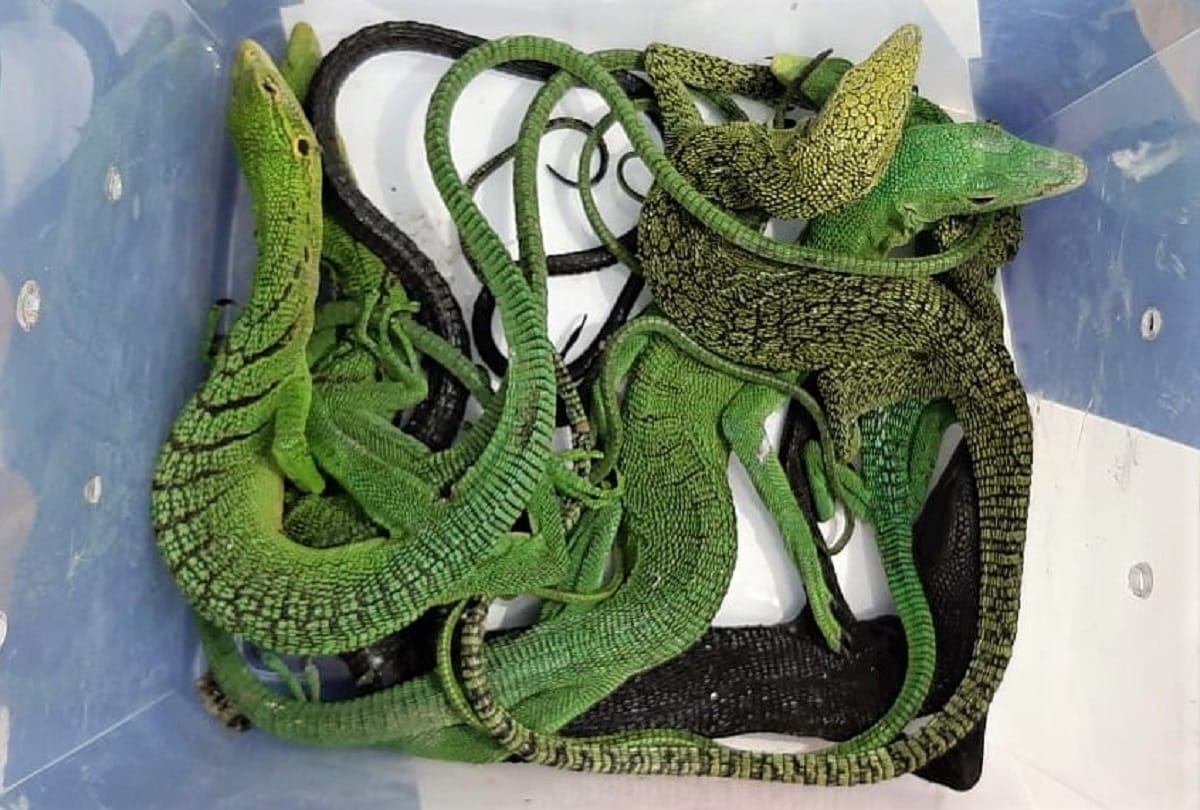 Customs at Chennai Airport seized pythons and lizards on thursday