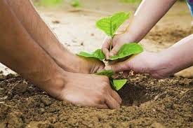 43 lakh plants to be verified