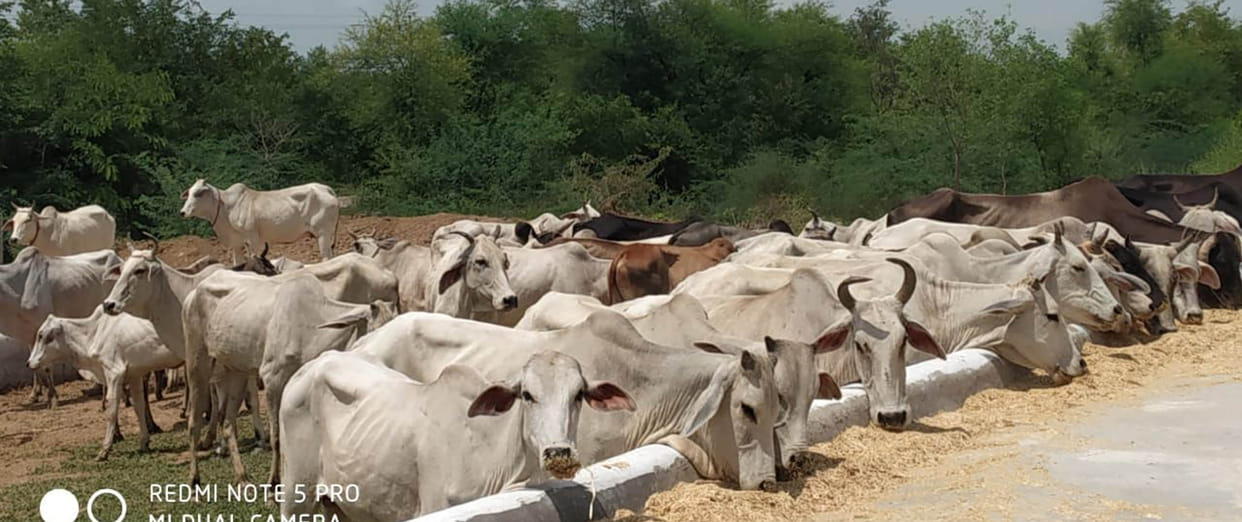 Anna farmers avoiding personal protection to animals