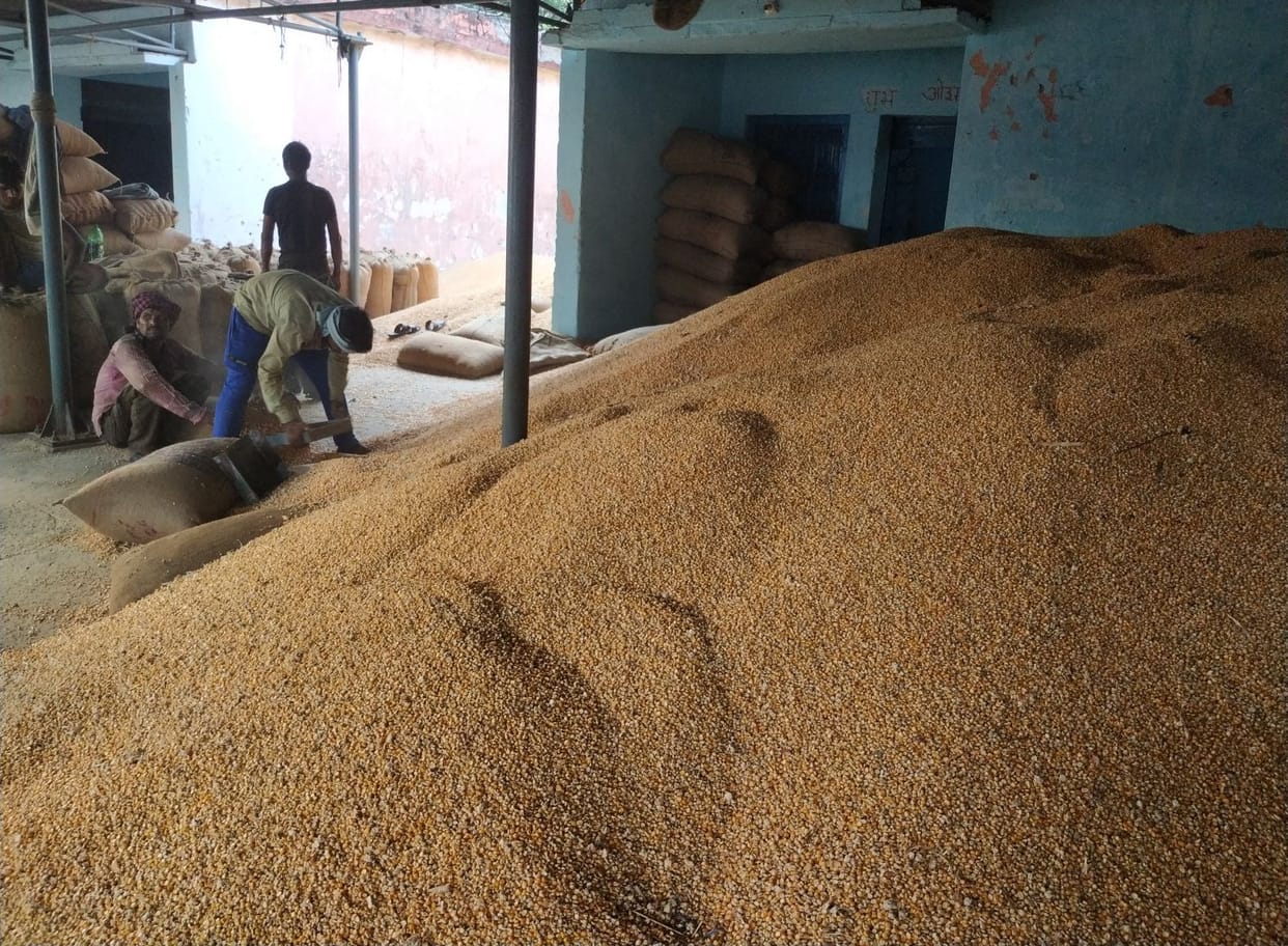 Corn is healing the wounds of potato farmers