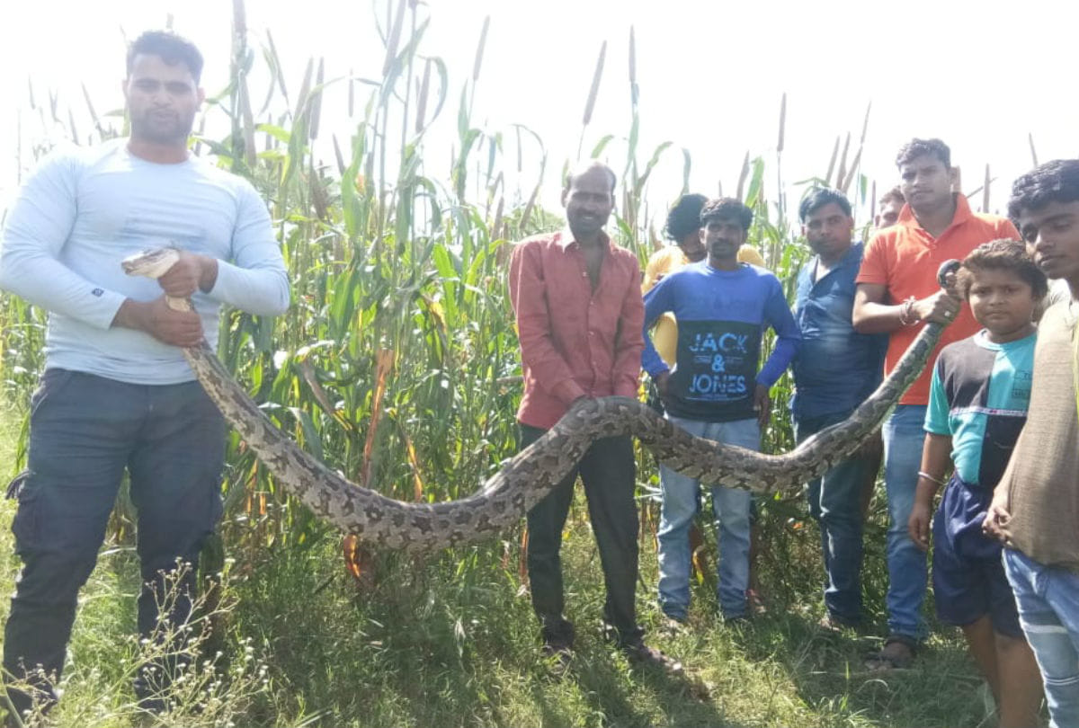 Pythons Found in Farm Killed Jackal Agra News