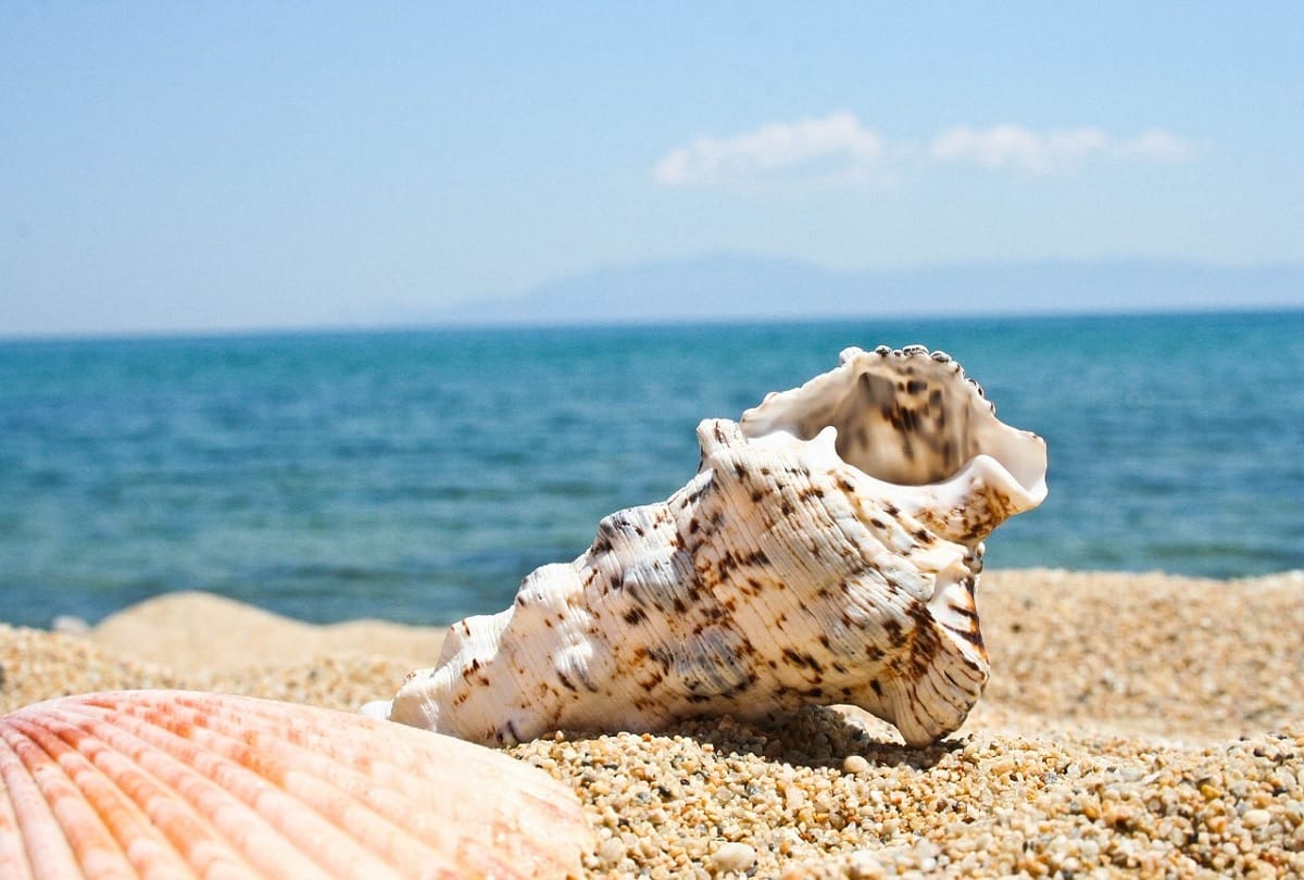 Woman Finds Shell who Looks Exactly Like Terrorist Osama Bin Laden