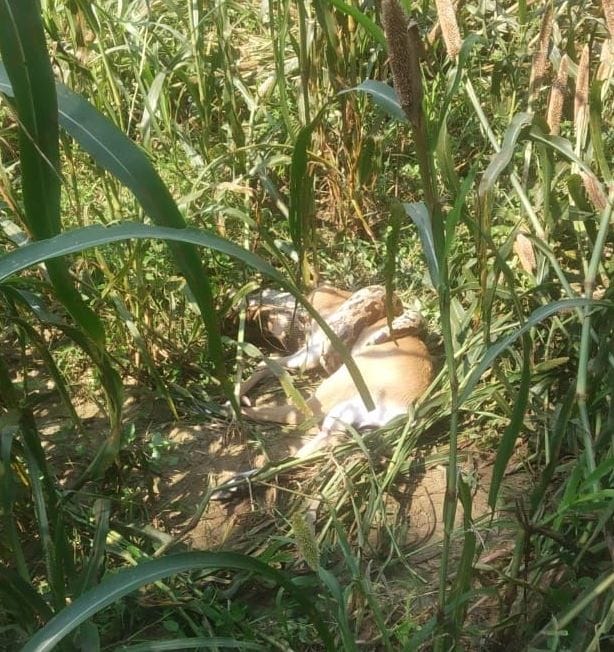 Python grips Nilgai's calf, dies