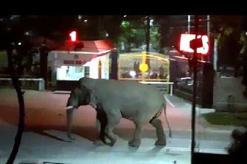 Elephant threatened at AIIMS gate, there was chaos