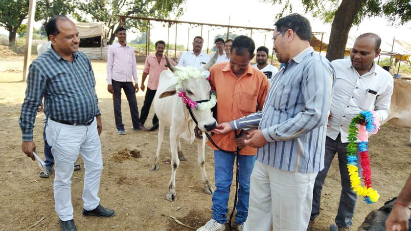 kanpur dehat cow