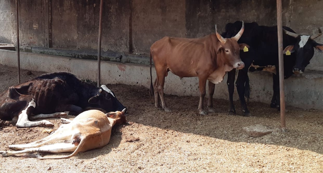 Then two cows died in the Gaushala of the municipality, five serious