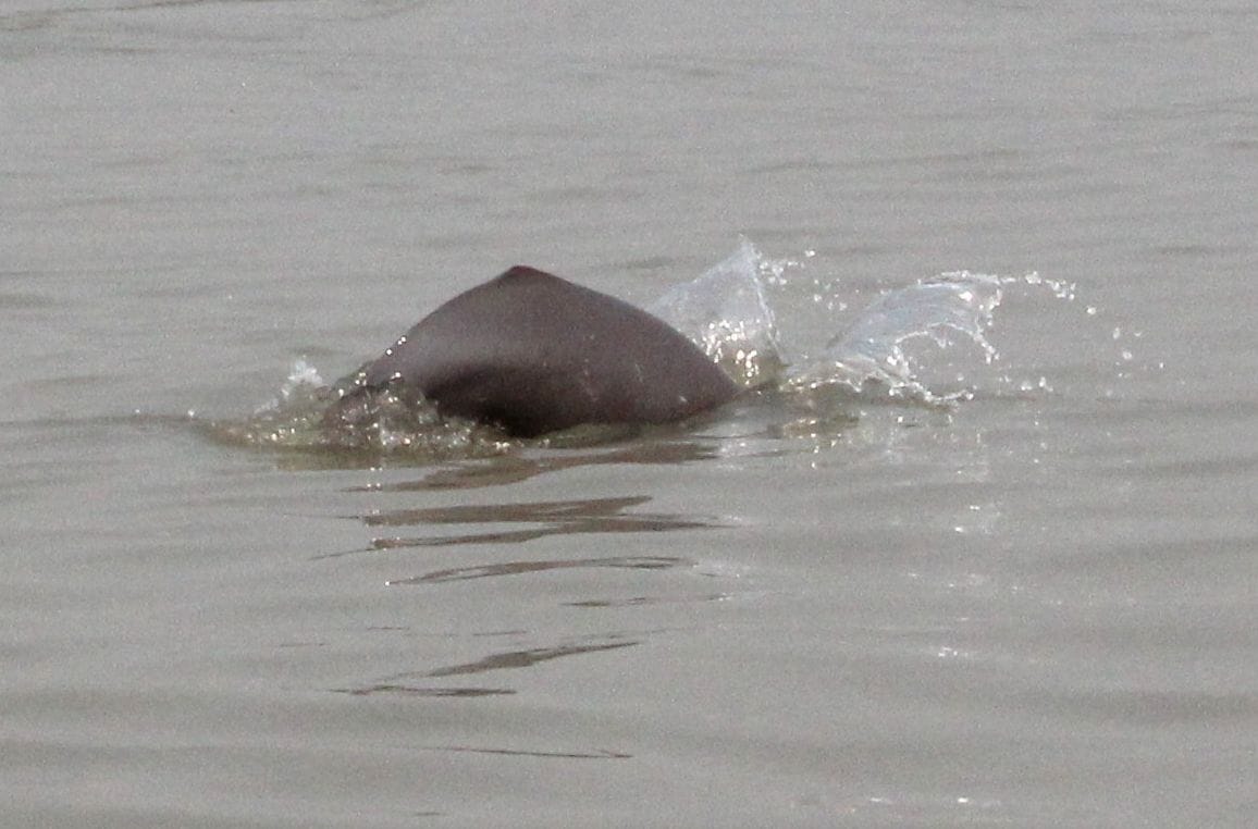 the gps set forcalculating of dolphin