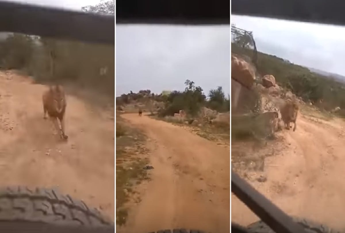 lion chasing tourists car in Atal Bihari Vajpayee Zoological Park video viral