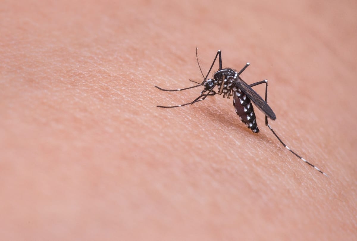 know why mosquito drinks human blood scientists find the answer