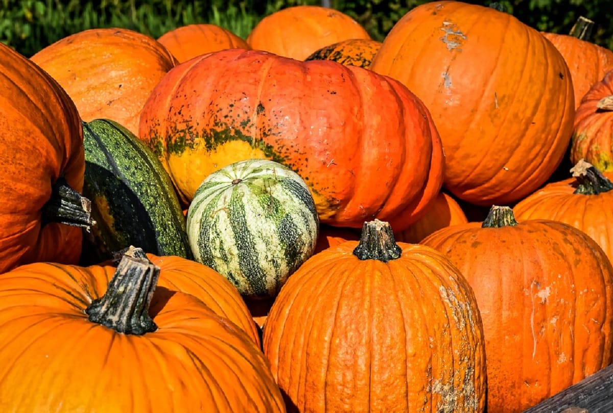 Giant pumpkins grown in Utah, all weigh over 400