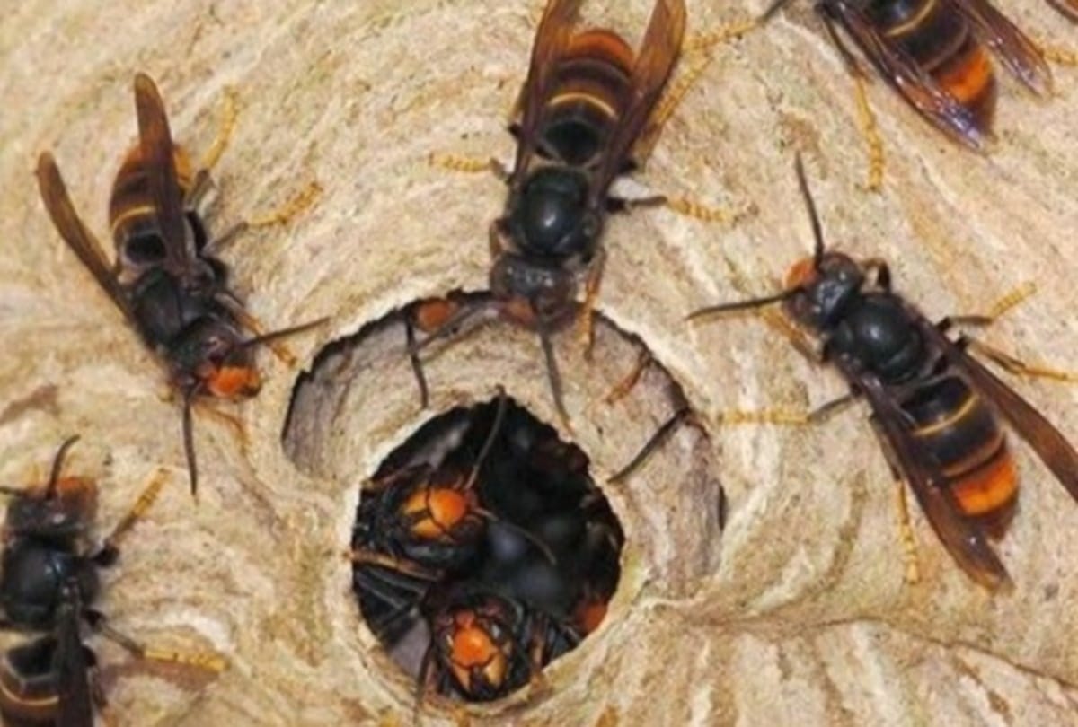 Third death due to horrific hornet attack  in Una in himachal