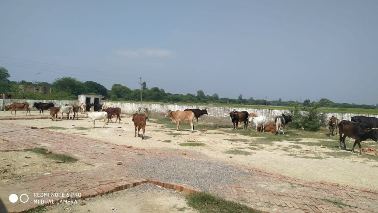 Animals tied in school should be affected by crop destruction
