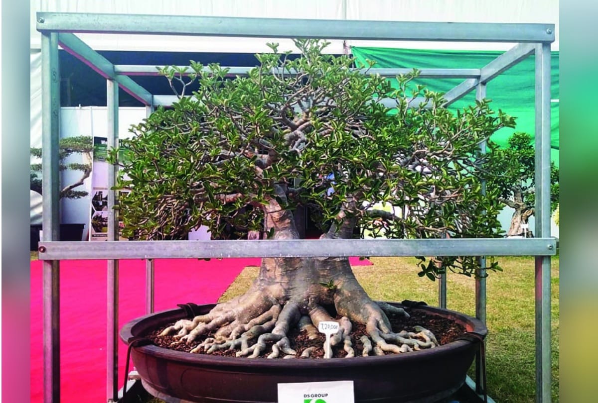 secound day of delhi green show at Indira Gandhi National Center for the Arts