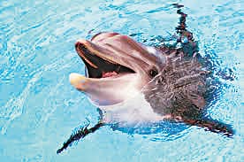dolphin