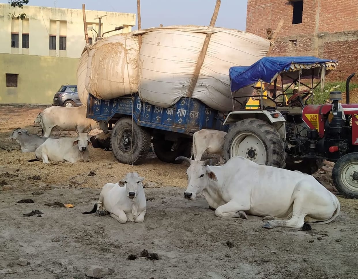 Kampil police station is destination of anna cattle