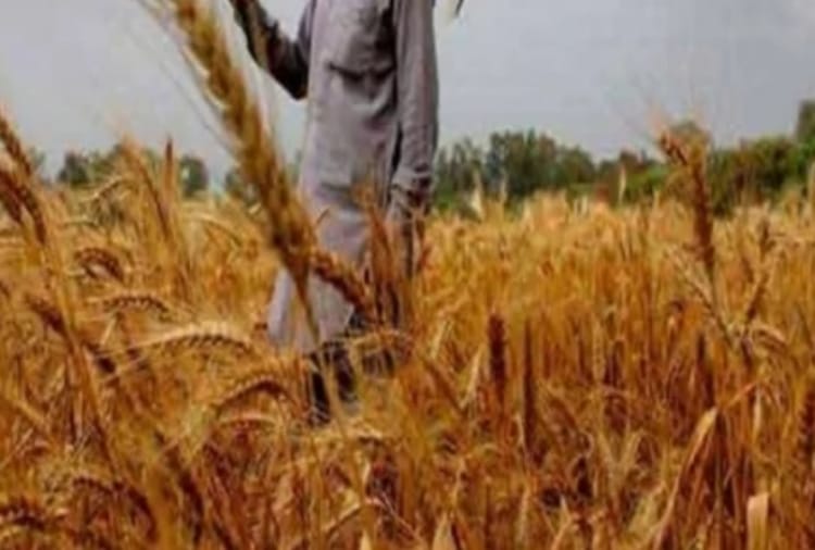 Black wheat Is good For Health and keeps away from many diseases