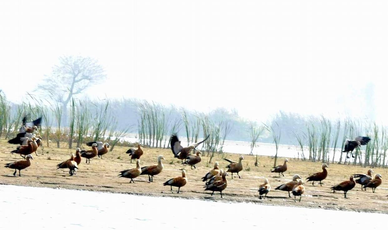 After the aasan barrage, Surkhab built the dakpather barrage lake in the house