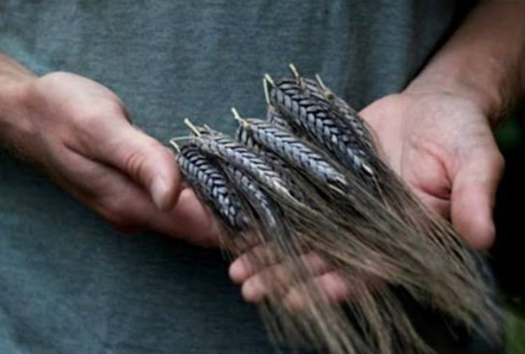 black wheat beneficial for diabetes and heart patients