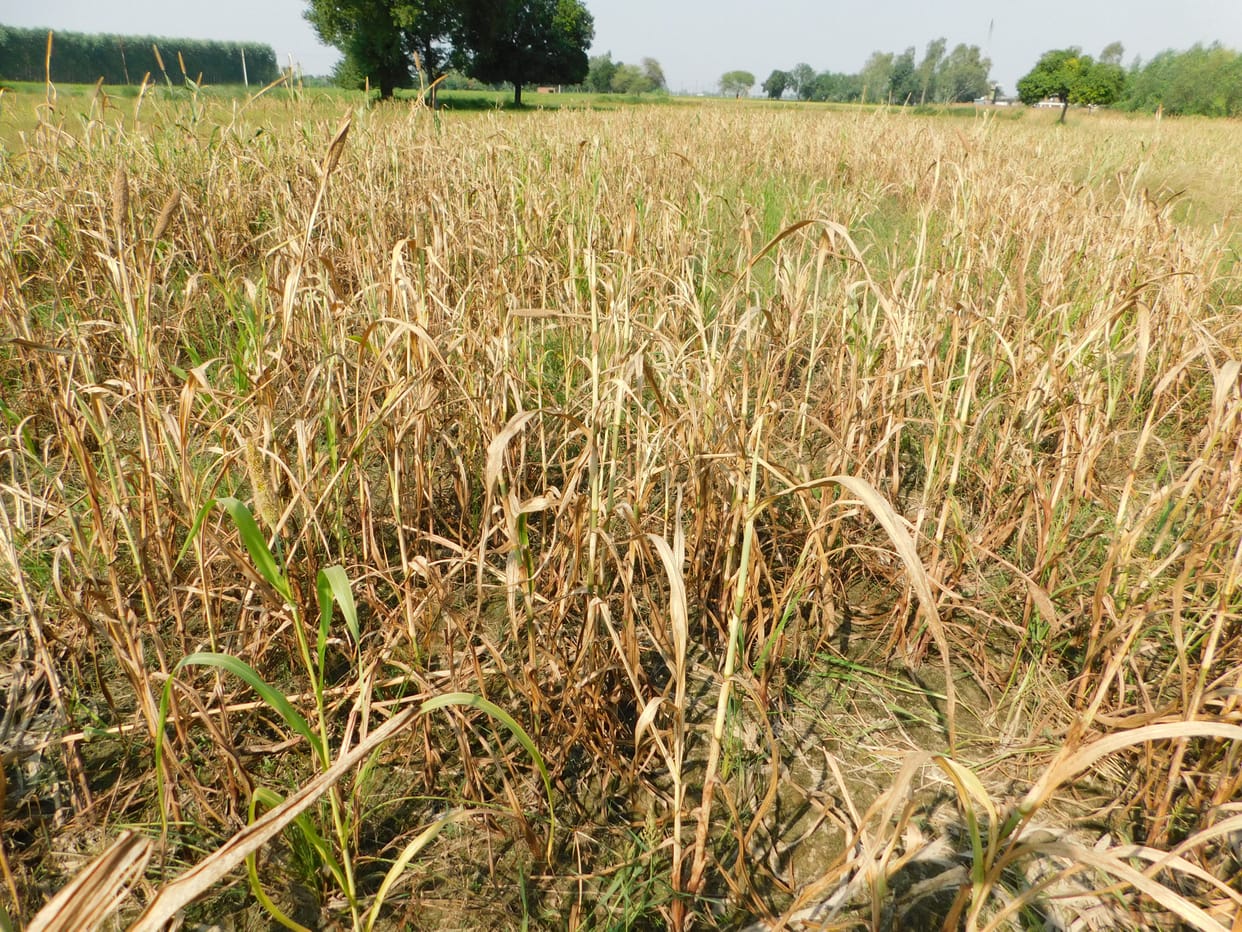 kanpur dehat agriculture